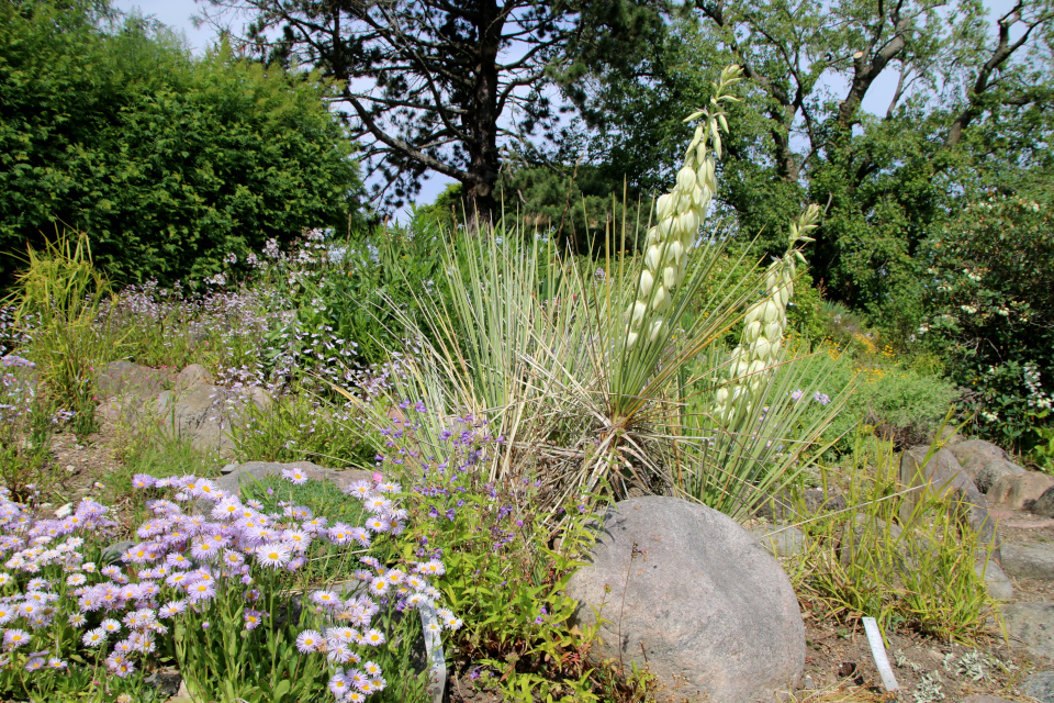 Юкка сизая (лат. Yucca glauca / Yucca angustifolia, семейство Спаржевые, Asparagaceae). Ботанический сад, г. Орхус, Дания. 17 июня 2023 