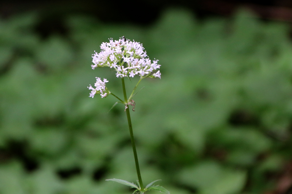 Валериана бузинолистная (дат. Hyldebladet baldrian, лат. Valeriana sambucifolia). Долина Фульден, Дания. 25 июня 2023