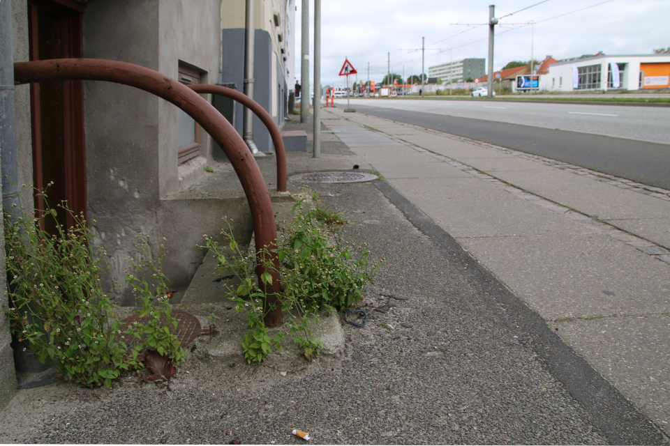 Galinsoga parviflora, 9 октября 2023, Randersvej, Орхус, Дания