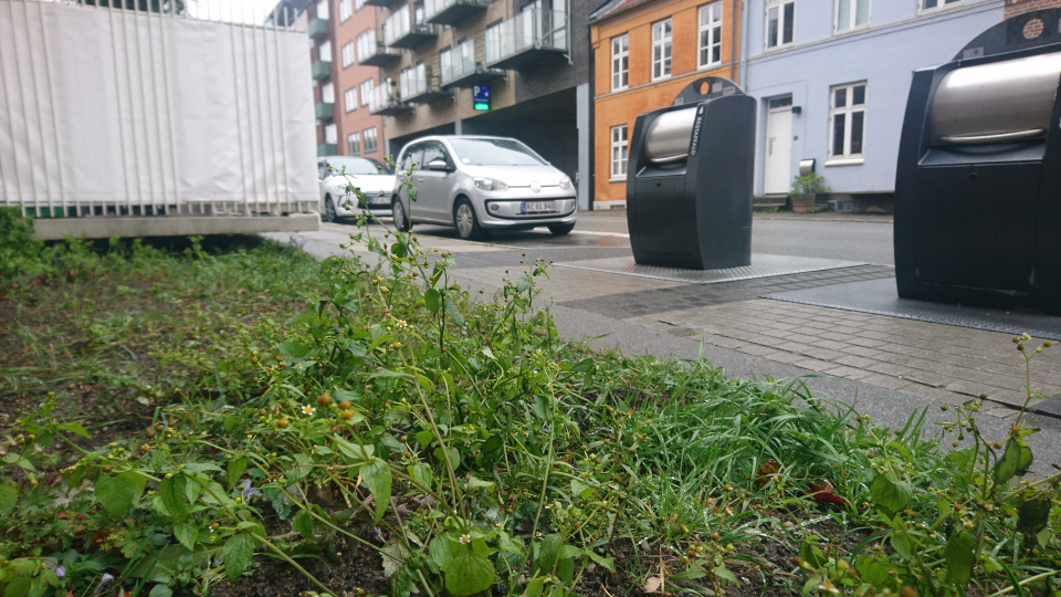 Галинсога мелкоцветная (дат. Håret kortstråle, лат. Galinsoga parviflora), 21 октября 2023, Valdemarsgade, Орхус, Дания 