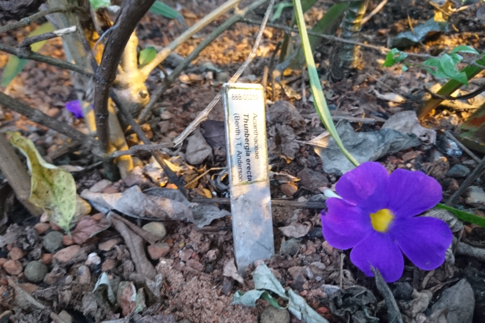 Thunbergia erecta, 1 ноября 2021, ботанический сад Орхус, Дания