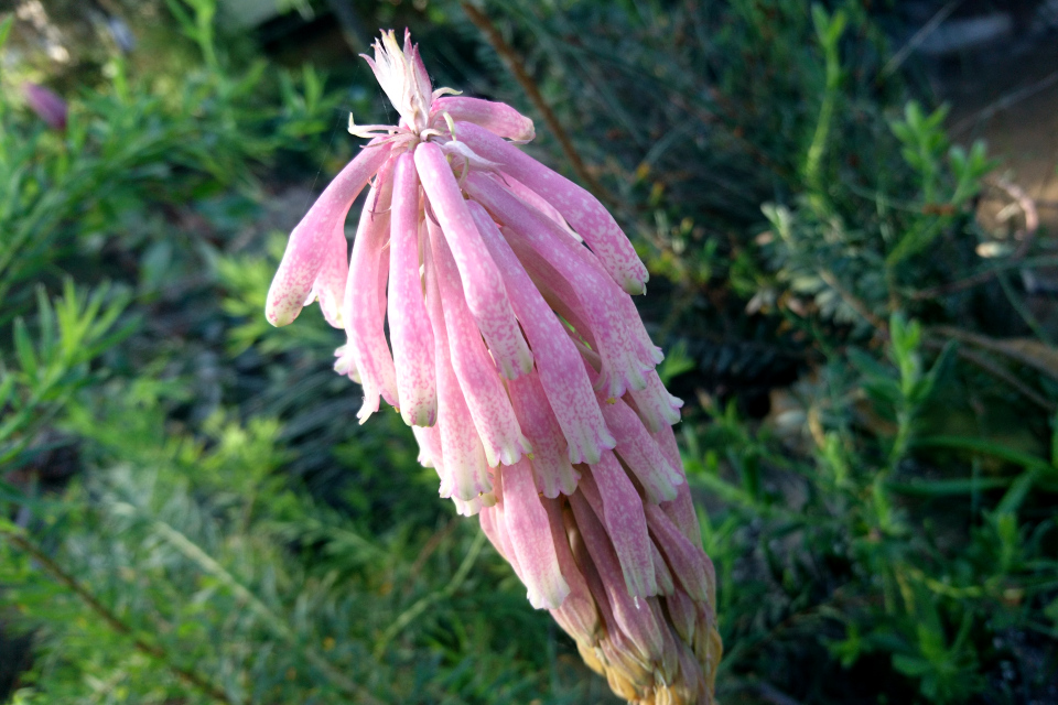 Вельтгеймия прицветниковая (дат. Juletop, лат. Veltheimia bracteata, Harv. ex Baker)