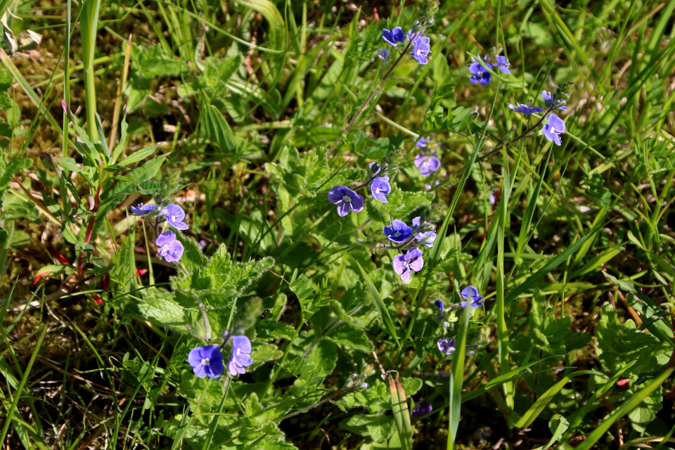 Вероника персидская (дат. Storkronet ærenpris, лат. Veronica persica)